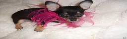 Chihuahua dogs for sale: Chihuahua 4 - Ad 2