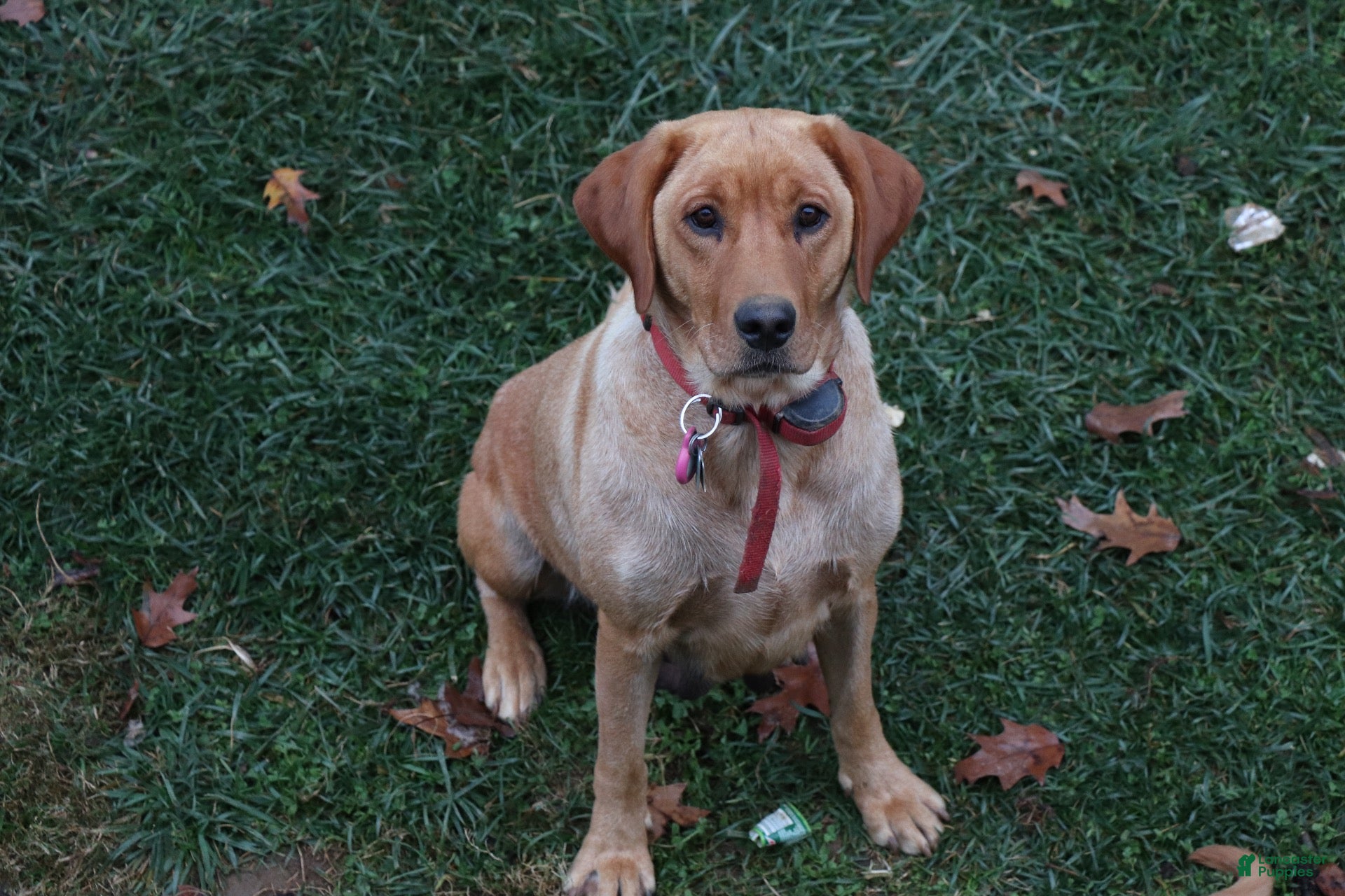 Labrador Retriever dogs Copper, Labrador Retriever  - Ad 2