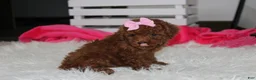 Miniature Poodle dogs for sale: Sasha  - Ad 12