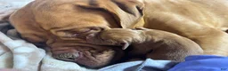 Dogue De Bordeaux dogs for sale: Dogue De Bordeaux Puppy 5 - Ad 73