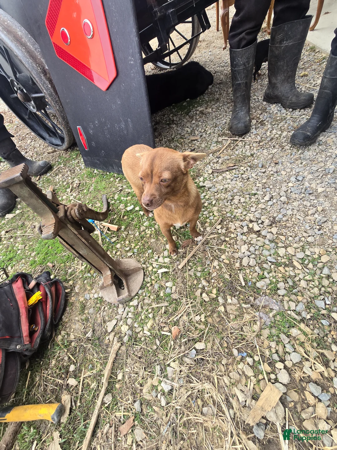 Chihuahua dogs for sale: Chihuahua Puppy 4 - Ad 13