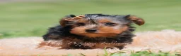 Yorkshire Terrier dogs for sale: Russ - Ad 5