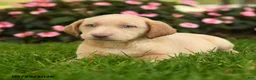 Labrador Retriever dogs for sale: Skye - Ad 2