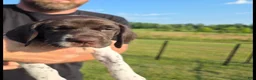 German Shorthaired Pointer dogs for sale: German Shorthaired Pointer ( green collar ) - Ad 1