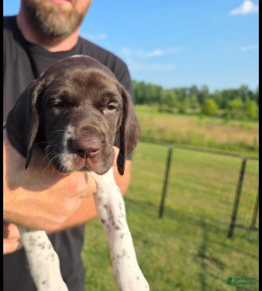 German Shorthaired Pointer dogs for sale: German Shorthaired Pointer ( green collar ) - Ad 1