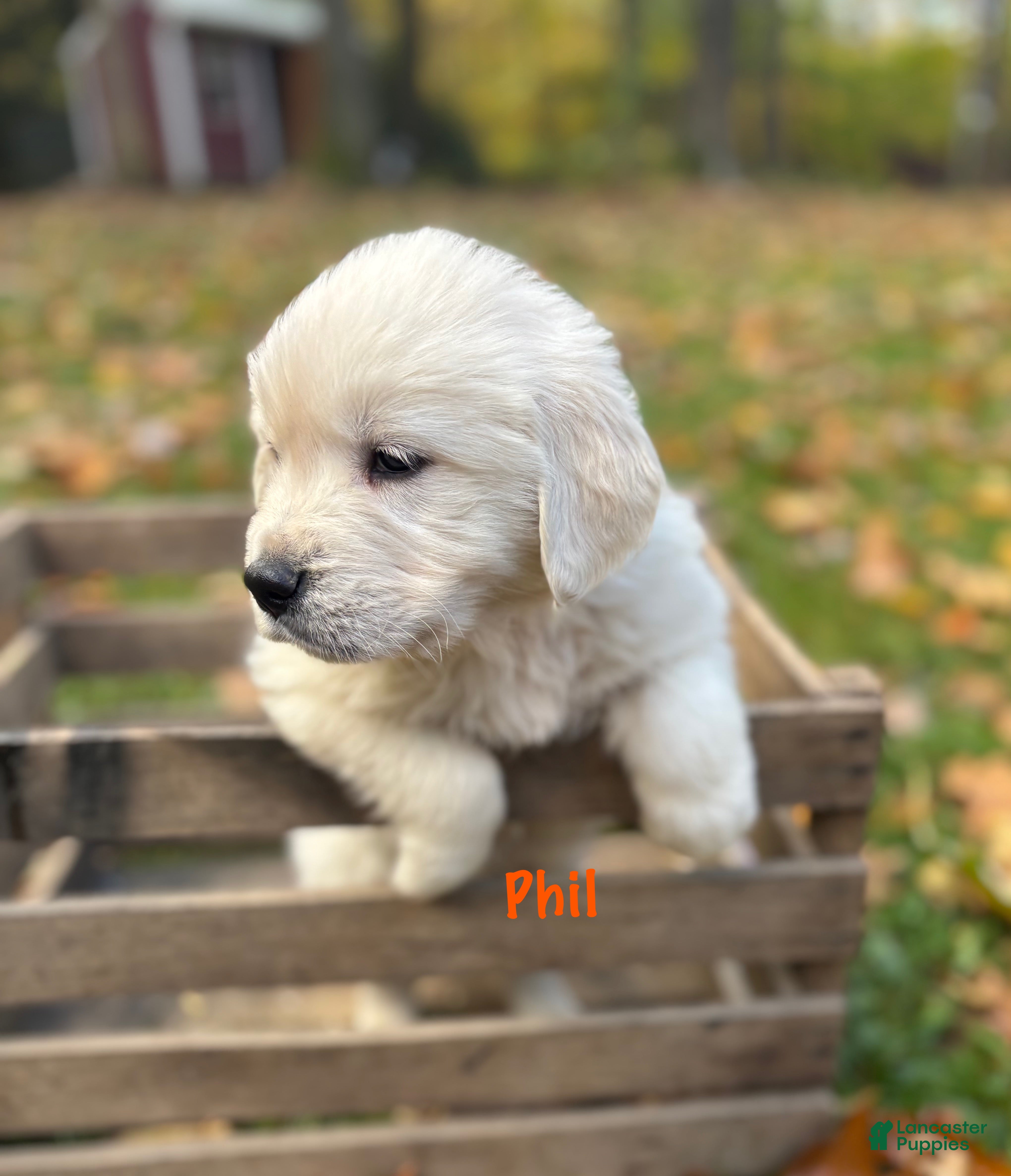 Golden Retriever dogs Phil - Ad 33