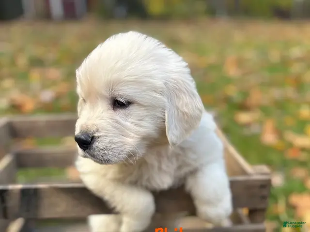 Golden Retriever dogs Phil - Ad 33