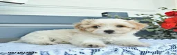 Havanese dogs for sale: Darwin  - Ad 3