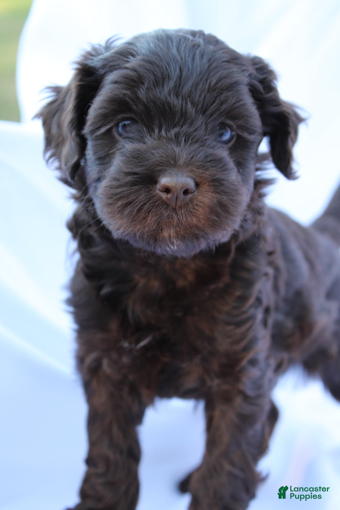 Goldendoodle Puppies Cheap Labradoodle Puppies For Sale Near Me