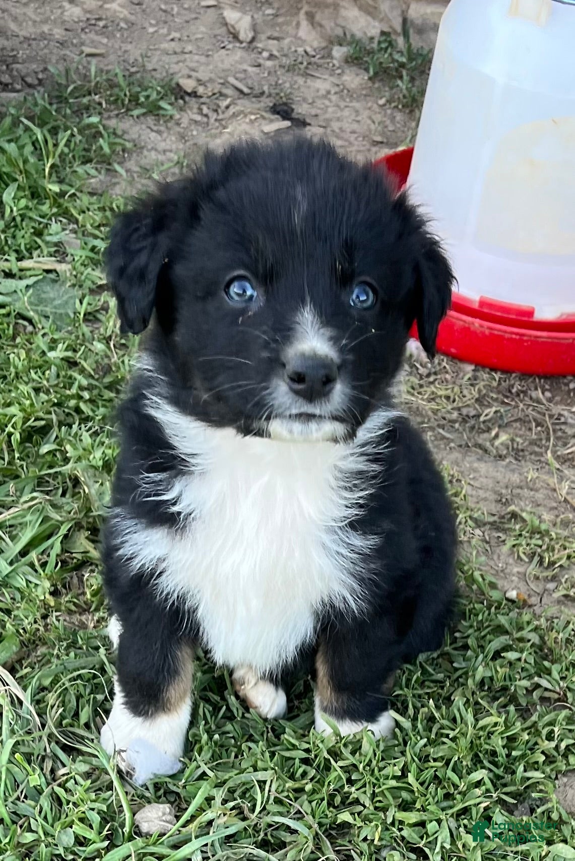 Australian Shepherd dogs Male Aussie Pup 1 - Ad 1