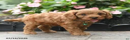 Cavapoo dogs for sale: Gaze  - Ad 3
