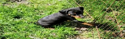 Miniature Pinscher dogs for sale: Meggan - Ad 3