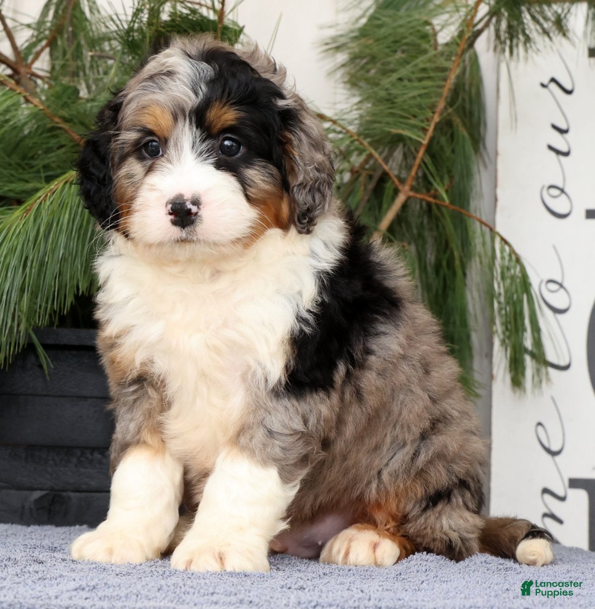 Mini Bernedoodle dogs Talon - Ad 1
