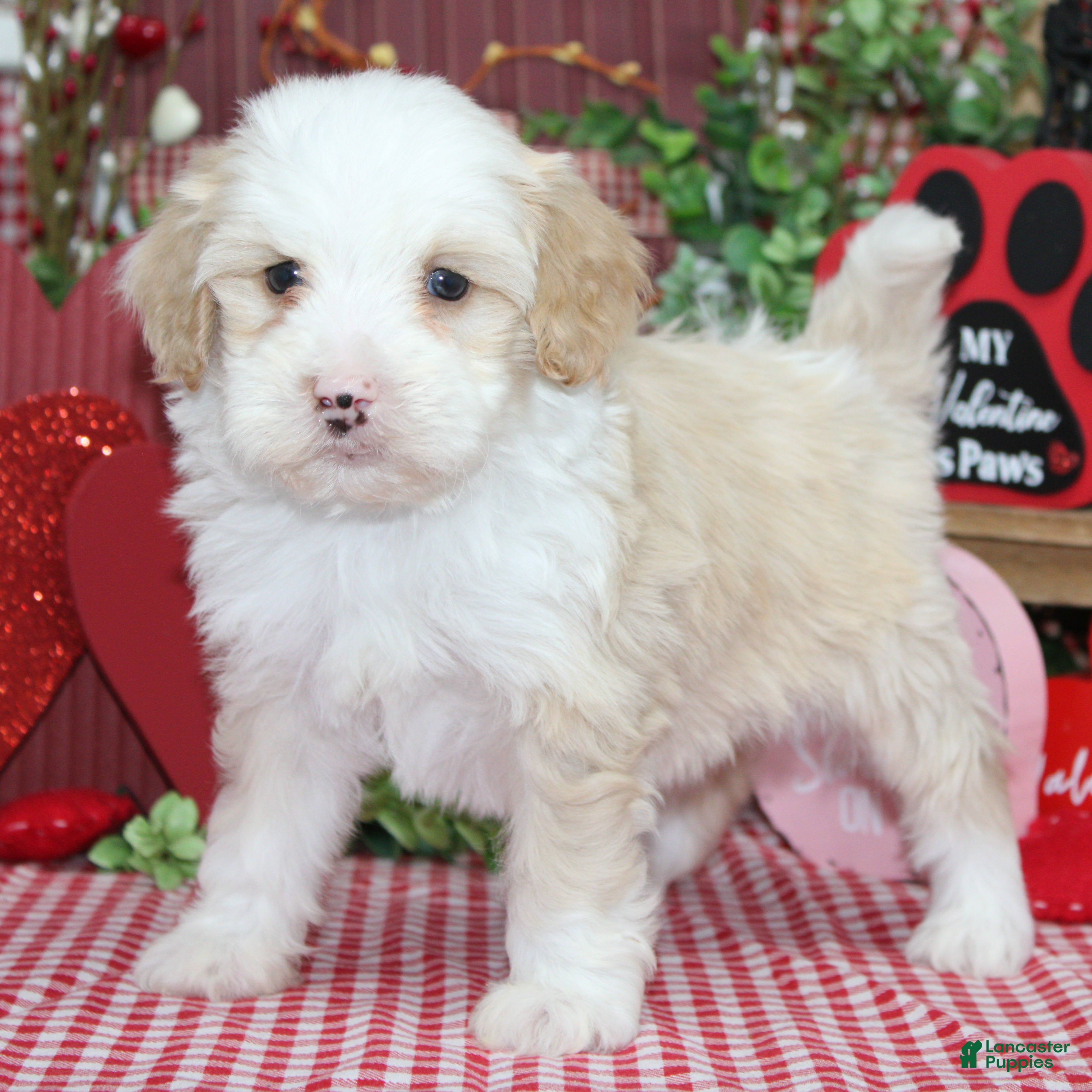 Mixed Breed dogs Hank - Ad 35