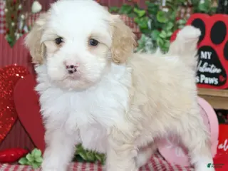 Mixed Breed dogs Hank - Ad 35