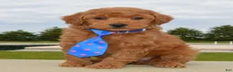 Mini Goldendoodle dogs for sale: Mini George - Ad 11