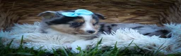 Mixed Breed dogs for sale: Graham🐶 - Ad 18