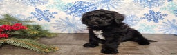 Mini Bernedoodle dogs for sale: Grace - Ad 13