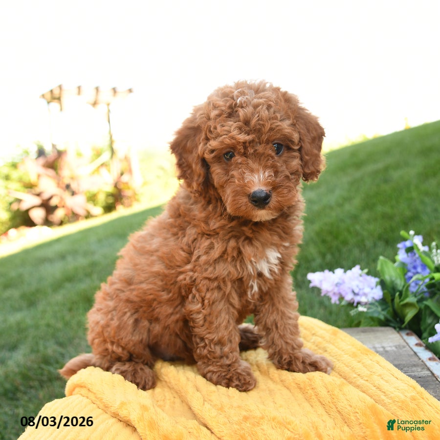 Miniature Poodle dogs Murphy - Ad 2
