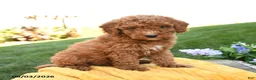 Miniature Poodle dogs for sale: Murphy - Ad 2
