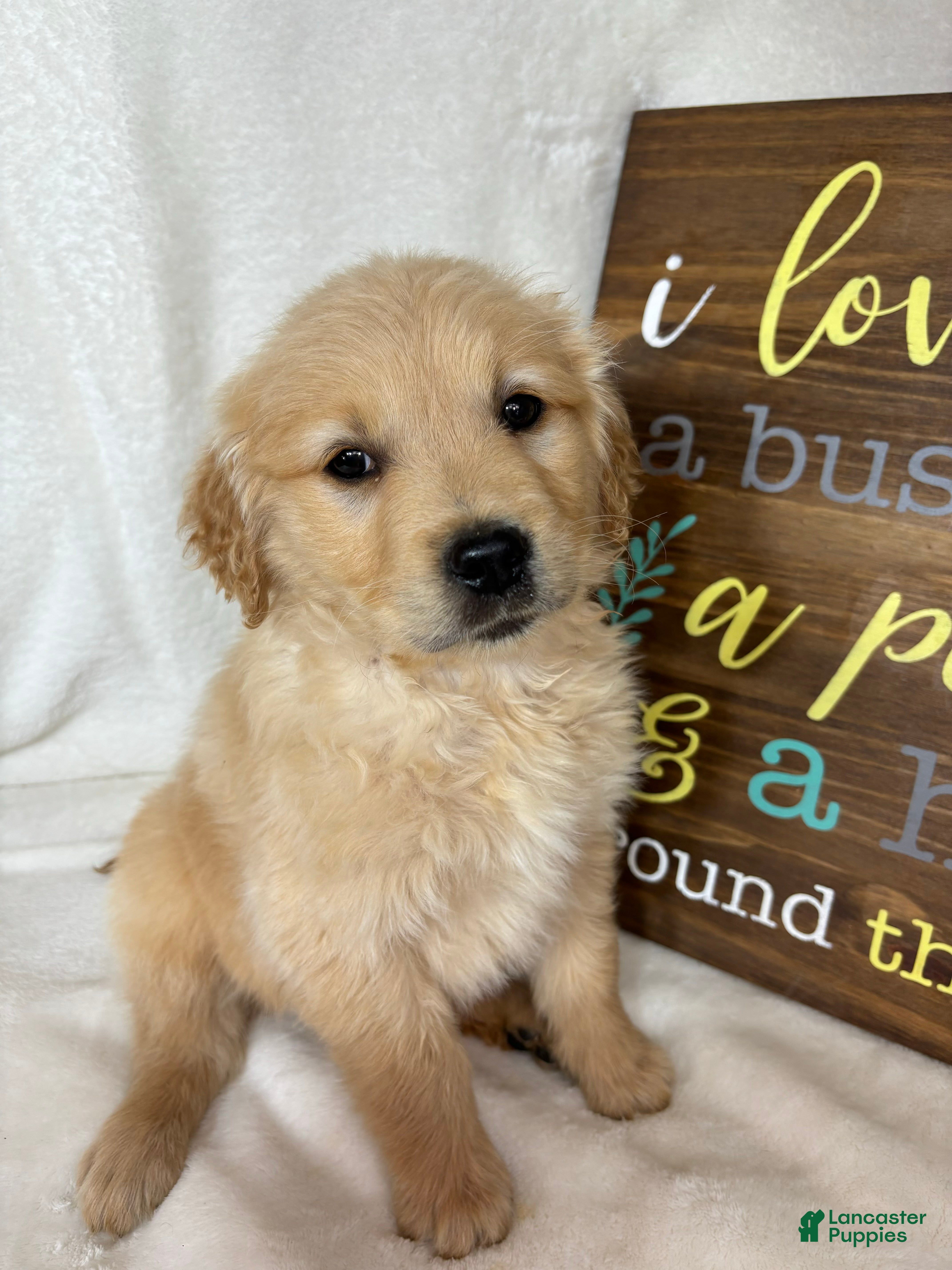 Golden Retriever dogs Blondie - Ad 10