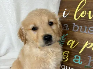 Golden Retriever dogs Blondie - Ad 12