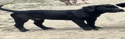 Mixed Breed dogs for sale: Mixed Breed 1 - Ad 4