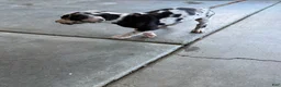 Great Dane dogs for sale: Chaleco - Ad 2
