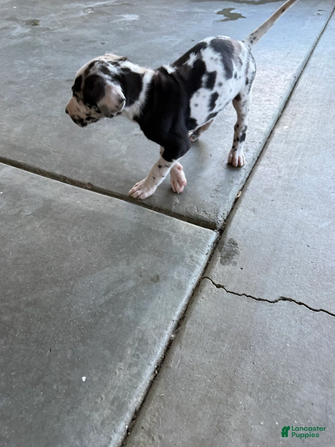 Great Dane dogs for sale: Chaleco - Ad 2