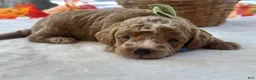 Mini Goldendoodle dogs for sale: Robin Hood - Ad 1