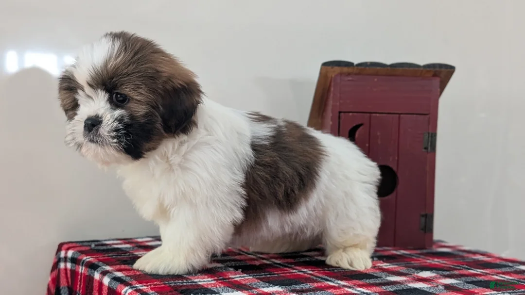 Shih Tzu dogs for sale: Carter  - Ad 6