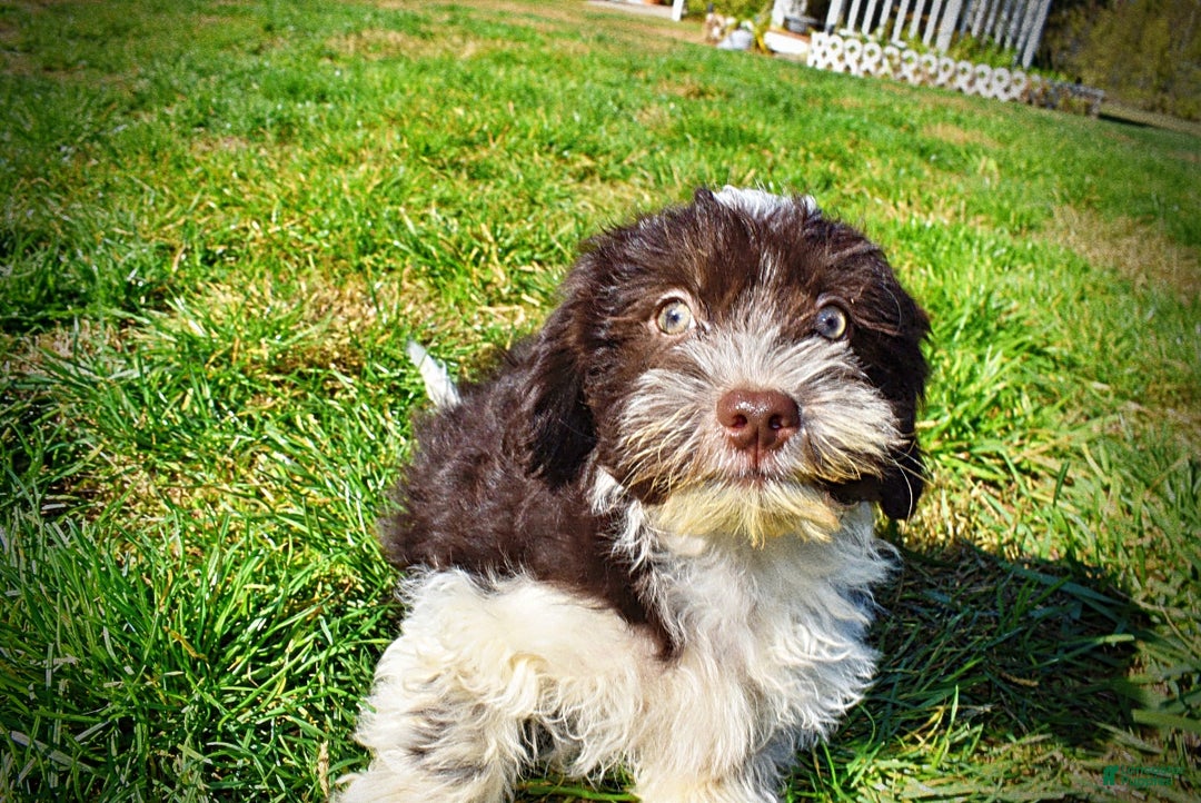 Havapoo dogs for sale: Higgins - Ad 10