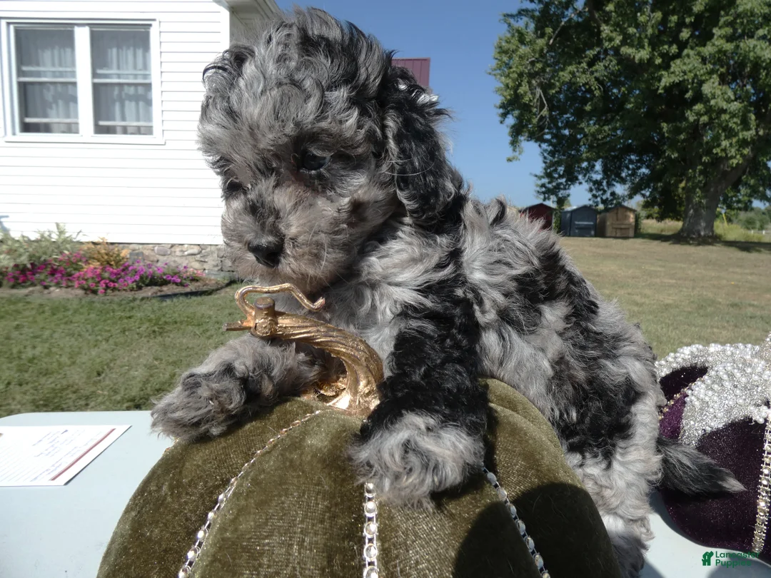 Toy Poodle dogs for sale: Toy Poodle 3 Latte - Ad 2