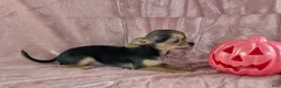 Chihuahua dogs for sale: Delilah - Ad 7