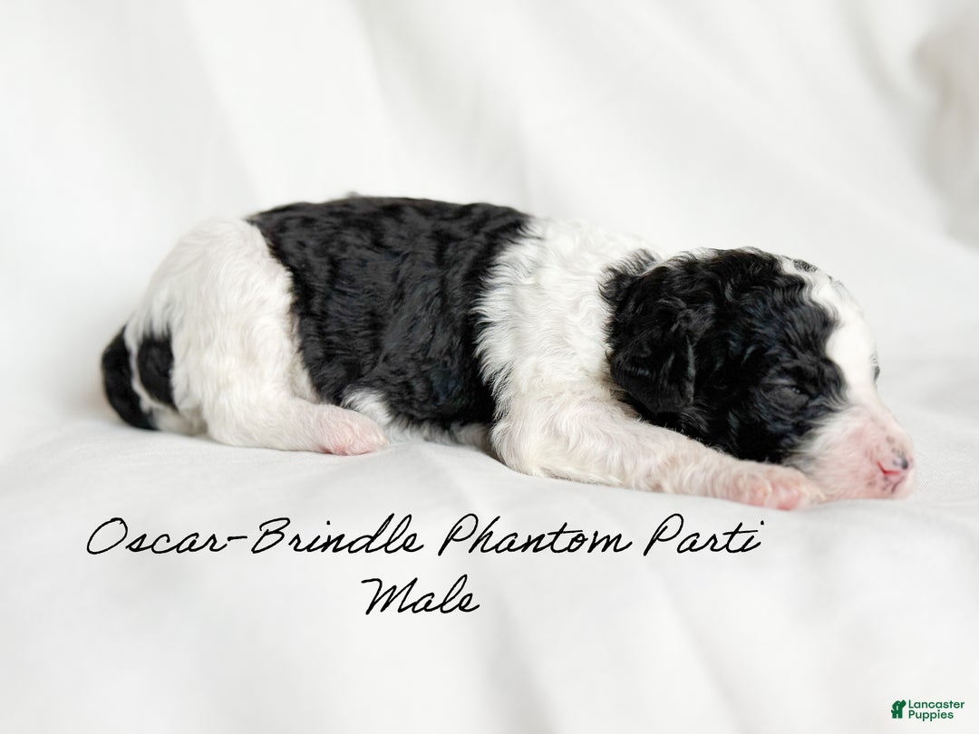 Standard Poodle dogs for sale: Oscar - Ad 4