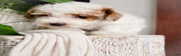 Toy Poodle dogs for sale: Nemo - Ad 2