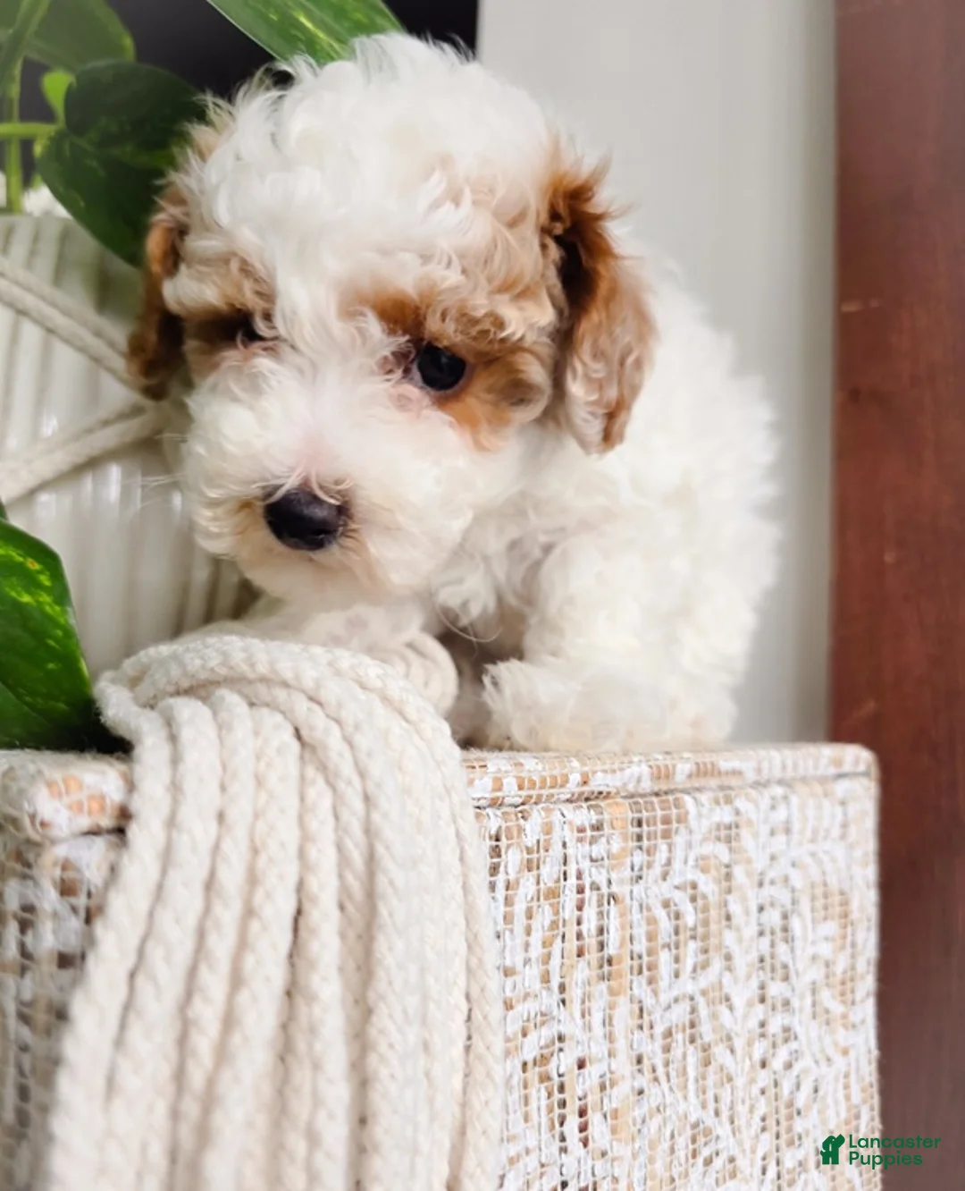 Toy Poodle dogs for sale: Nemo - Ad 2