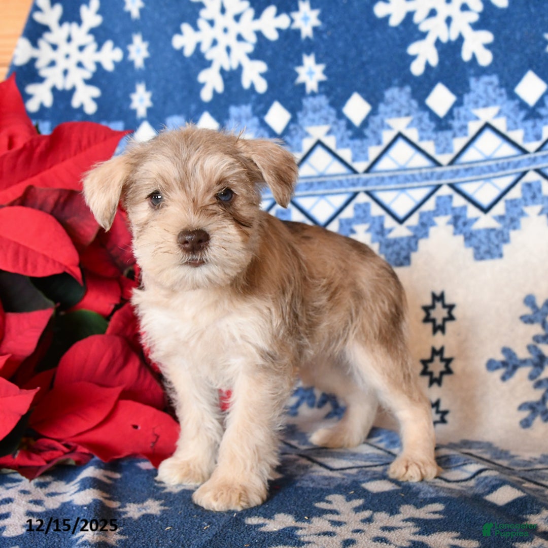 Miniature Schnauzer dogs for sale: Opal - Ad 2