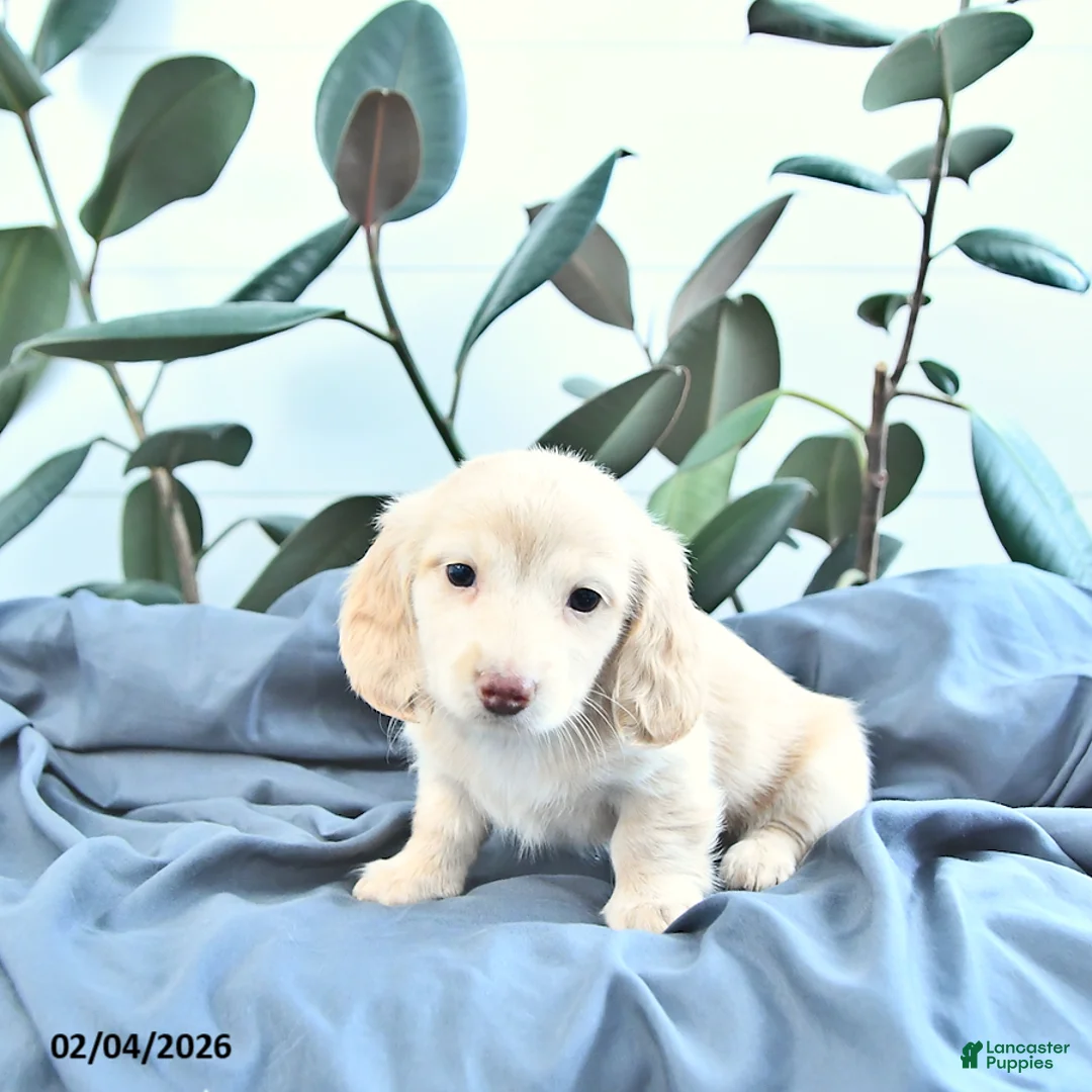 Miniature Dachshund dogs for sale: Oakley - Ad 2