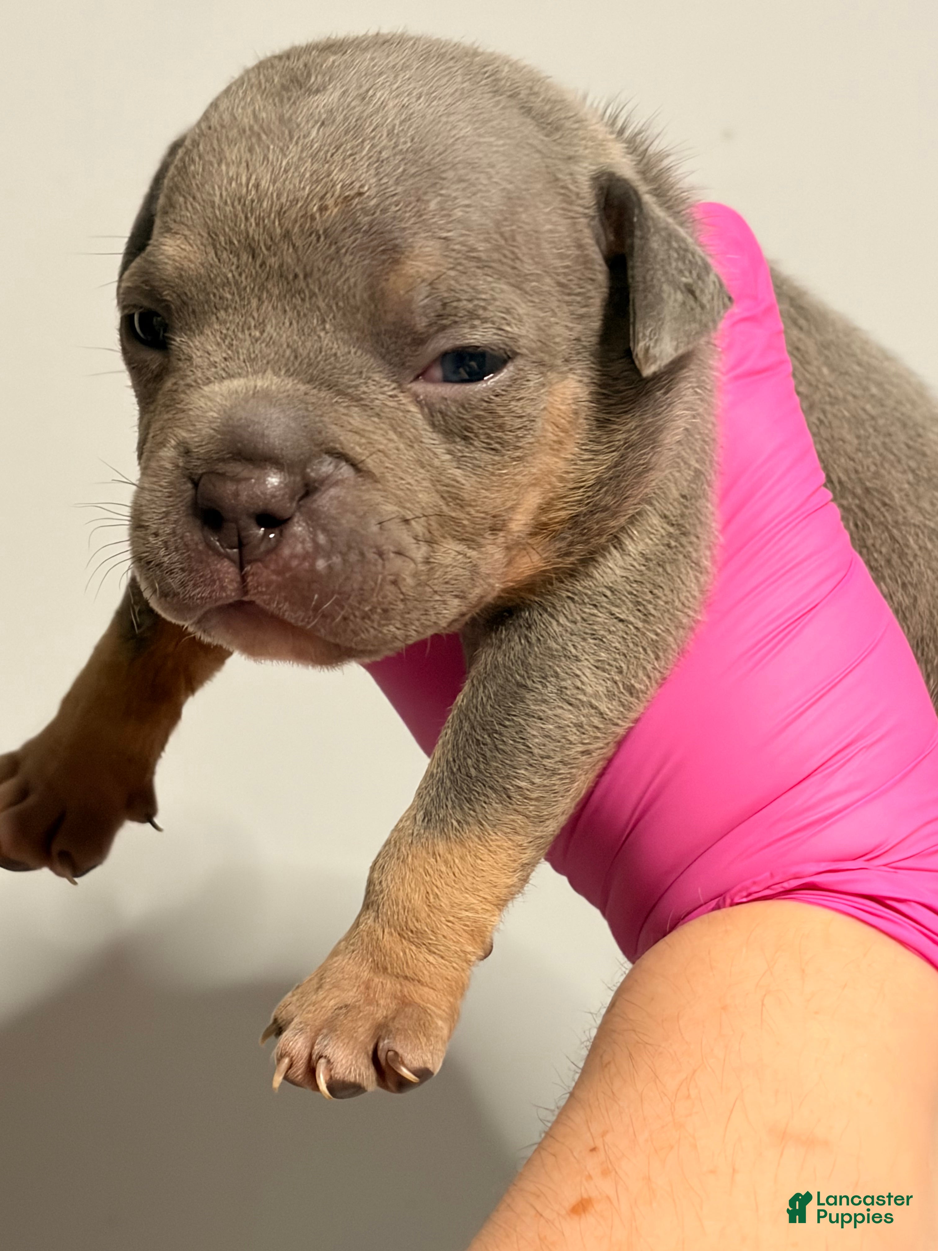 American Bully dogs Blue Tri Male - Ad 2
