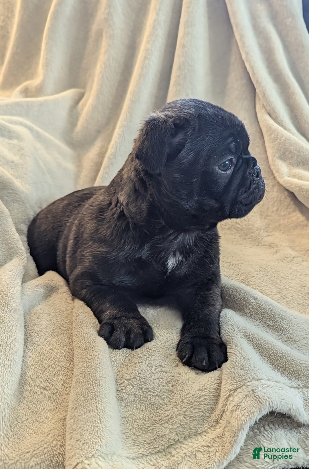 Mixed Breed dogs for sale: Tommy - Ad 2