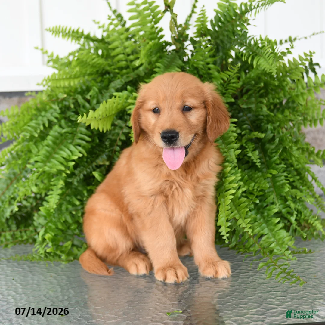 Golden Retriever dogs for sale: Nala - Ad 3