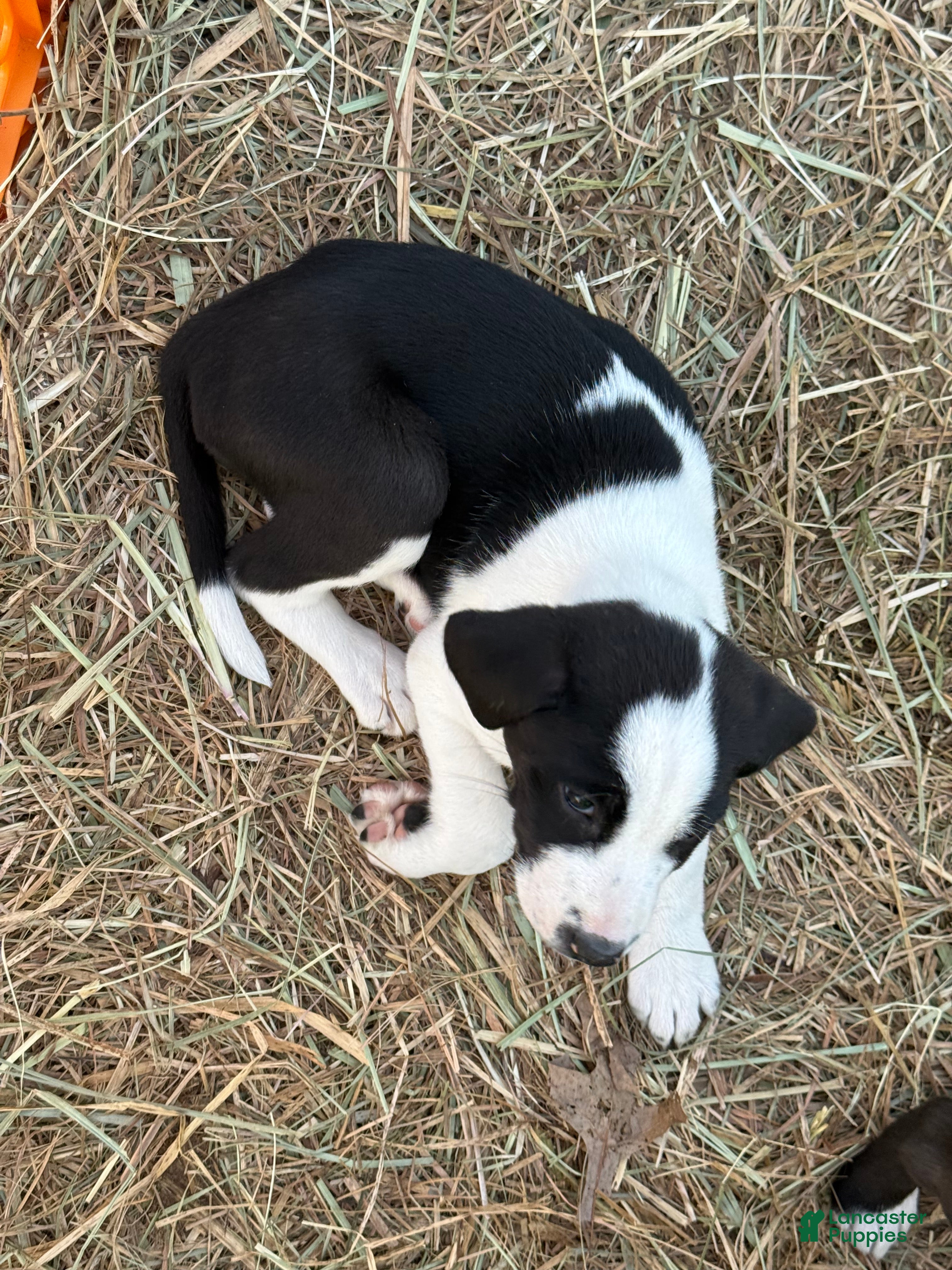 American Pit Bull Terrier dogs American Pit Bull Terrier Puppy 3 - Ad 1