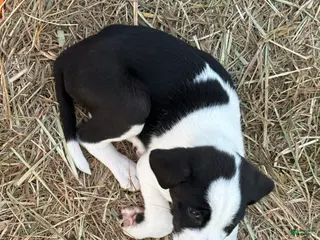 American Pit Bull Terrier dogs for sale: American Pit Bull Terrier Puppy 3 - Ad 4