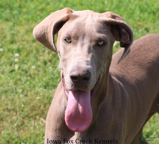 Great Dane dogs Great Dane 2 - Ad 38