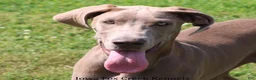 Great Dane dogs for sale: Great Dane 2 - Ad 1