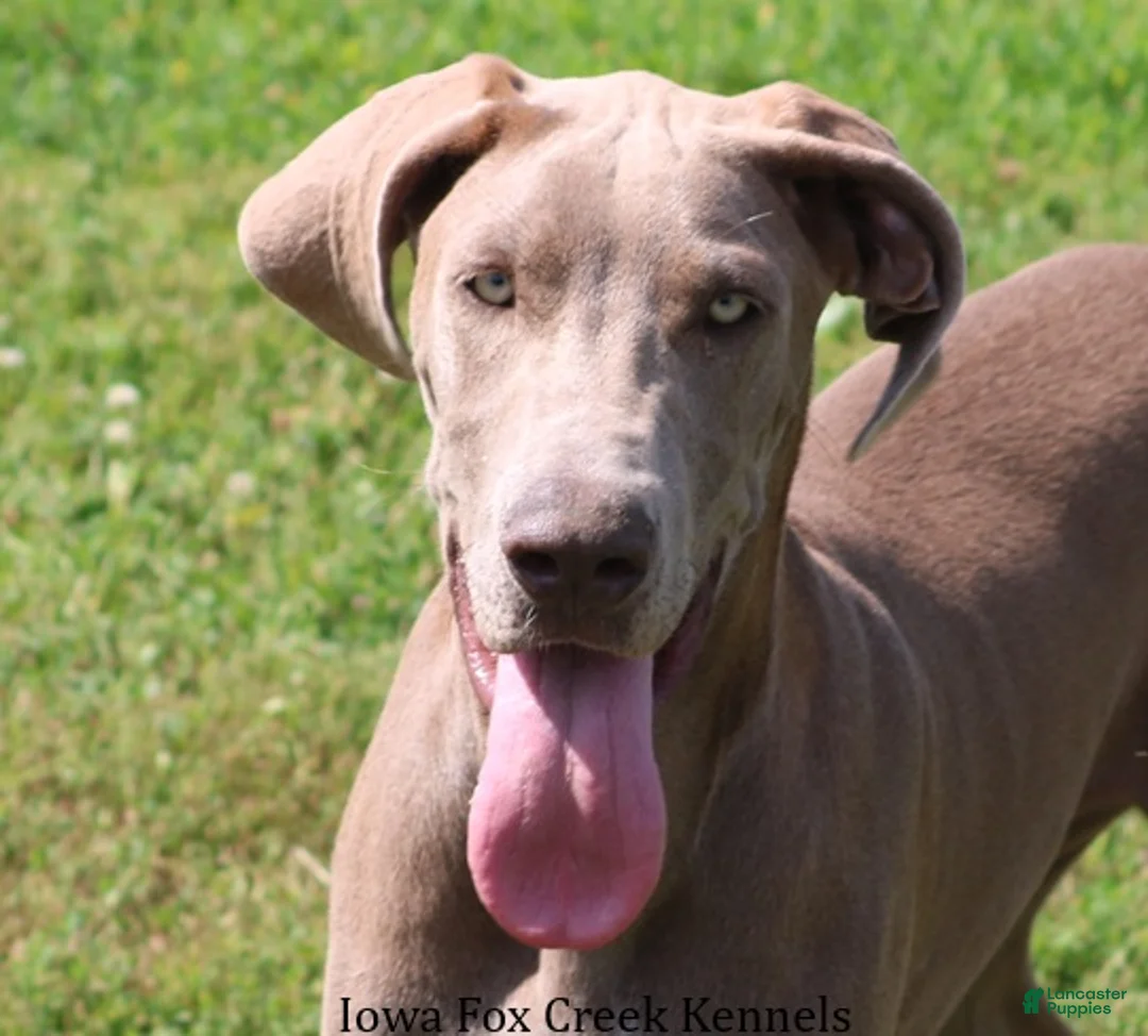 Great Dane dogs for sale: Great Dane 2 - Ad 1