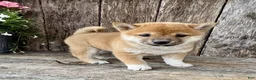 Shiba Inu dogs for sale: Pickles - Ad 6