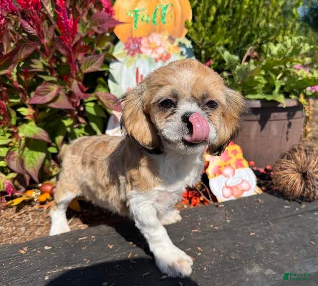 Shih Tzu dogs for sale: Rosie - Ad 4