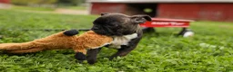 Frenchton dogs for sale: BETZY - Ad 12